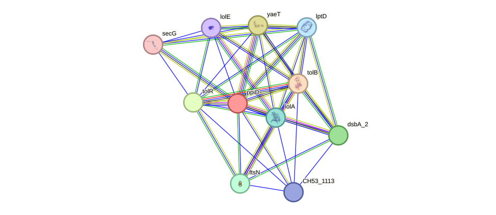 STRING protein interaction network