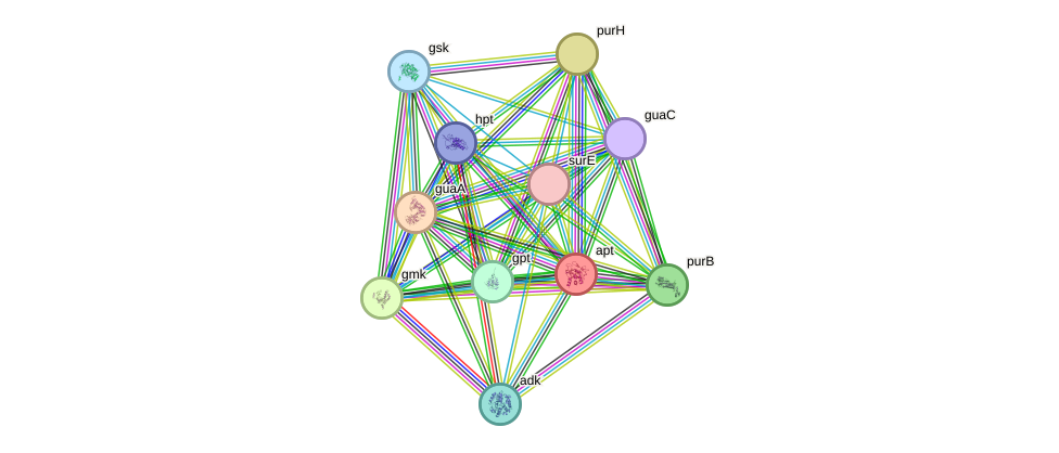STRING protein interaction network