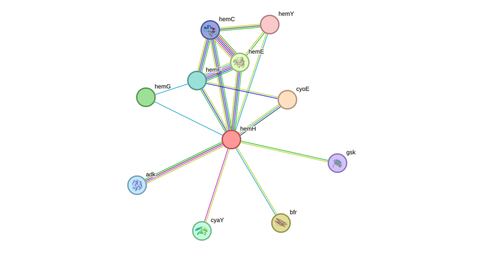 STRING protein interaction network