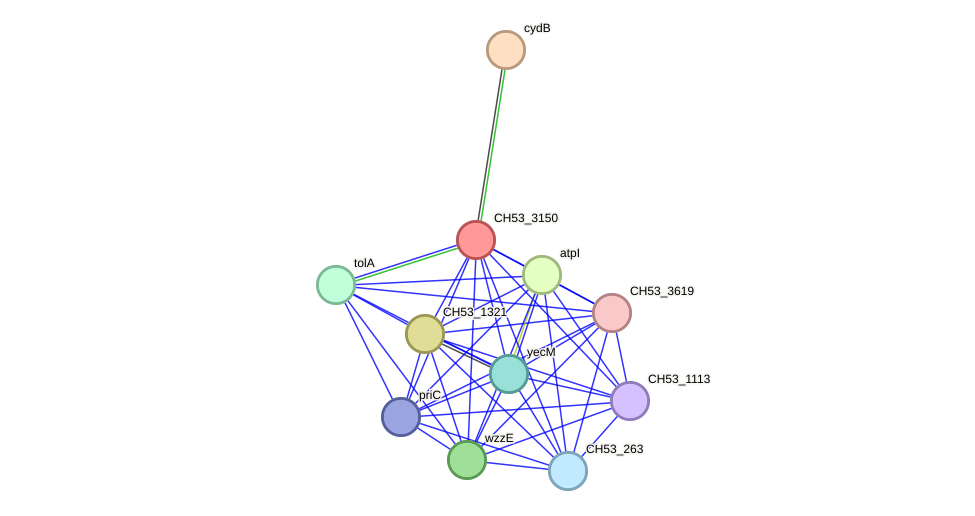 STRING protein interaction network