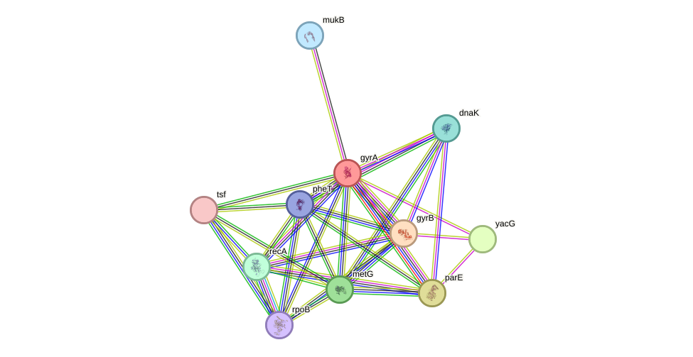 STRING protein interaction network