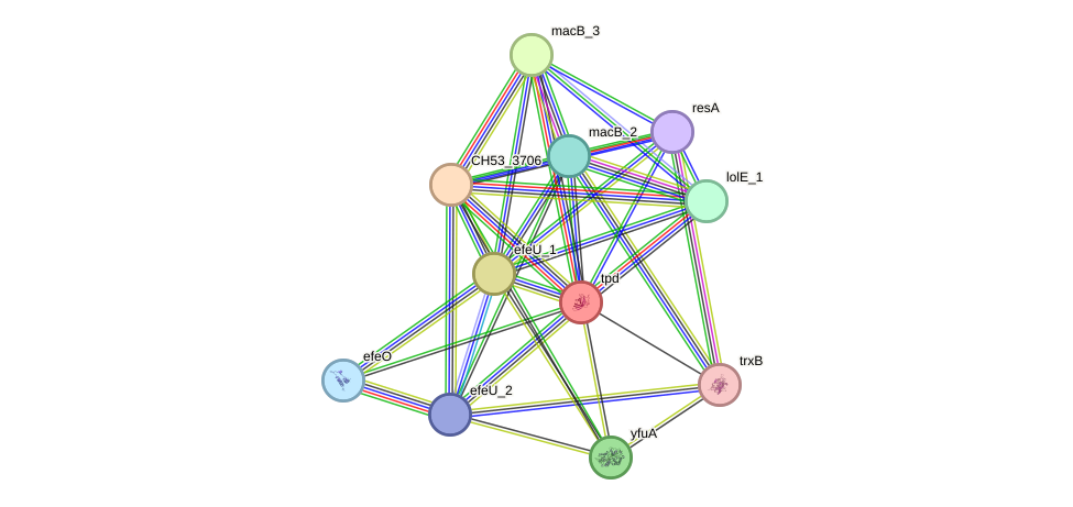 STRING protein interaction network