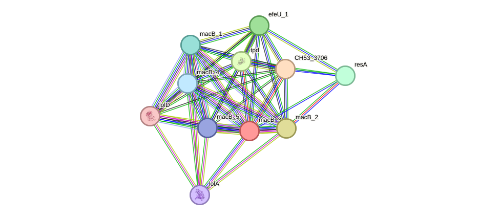 STRING protein interaction network