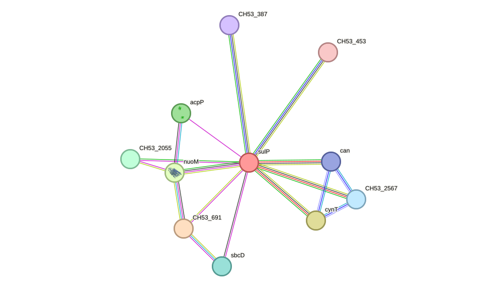 STRING protein interaction network