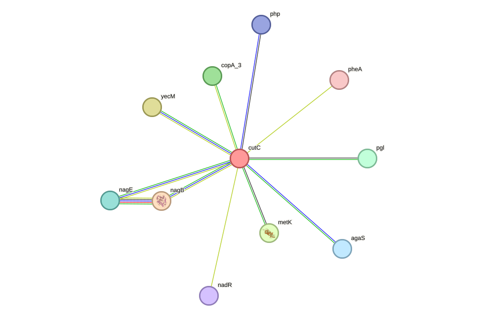 STRING protein interaction network