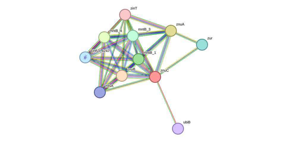 STRING protein interaction network
