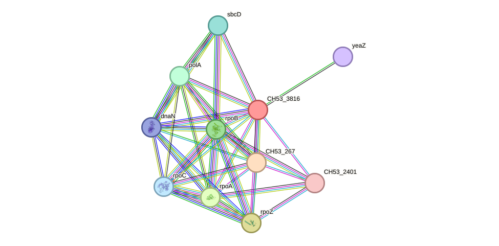 STRING protein interaction network
