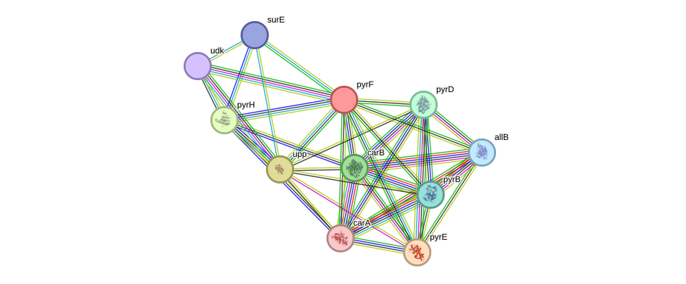 STRING protein interaction network