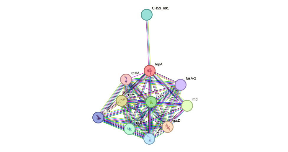 STRING protein interaction network