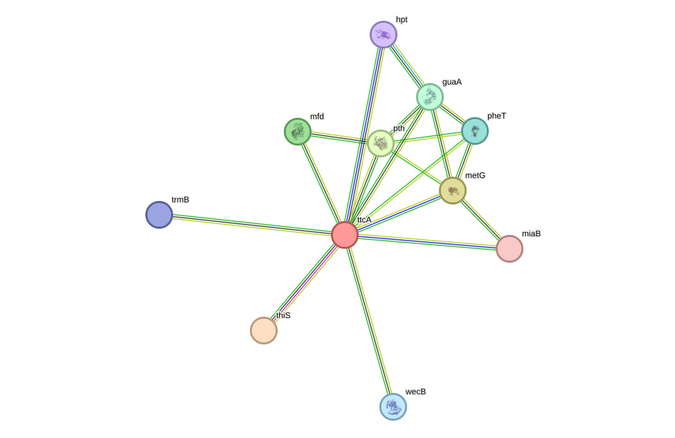 STRING protein interaction network