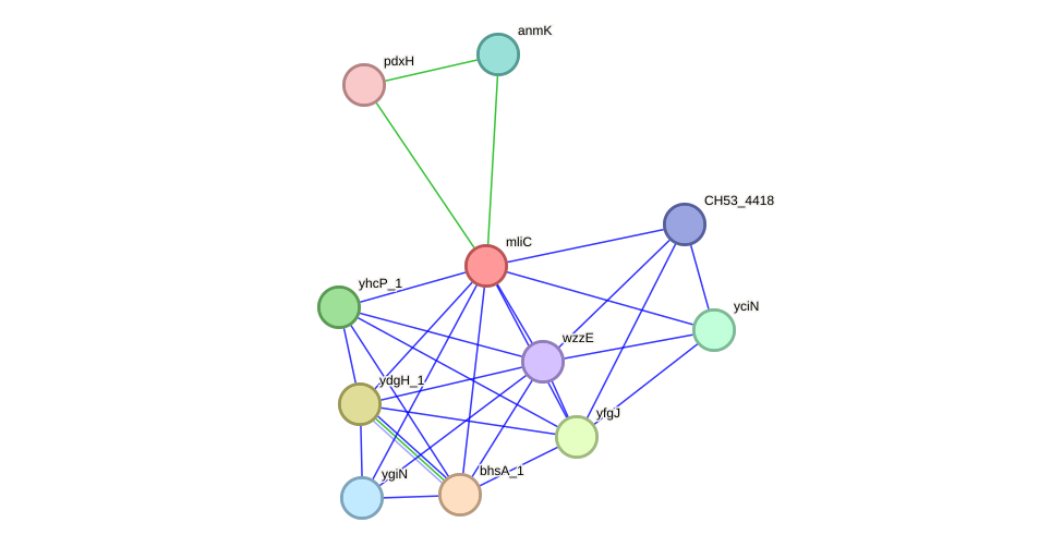 STRING protein interaction network