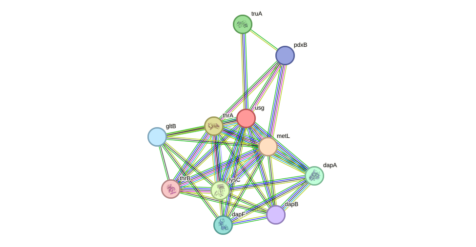STRING protein interaction network