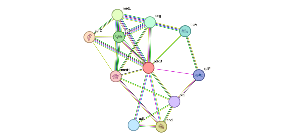 STRING protein interaction network