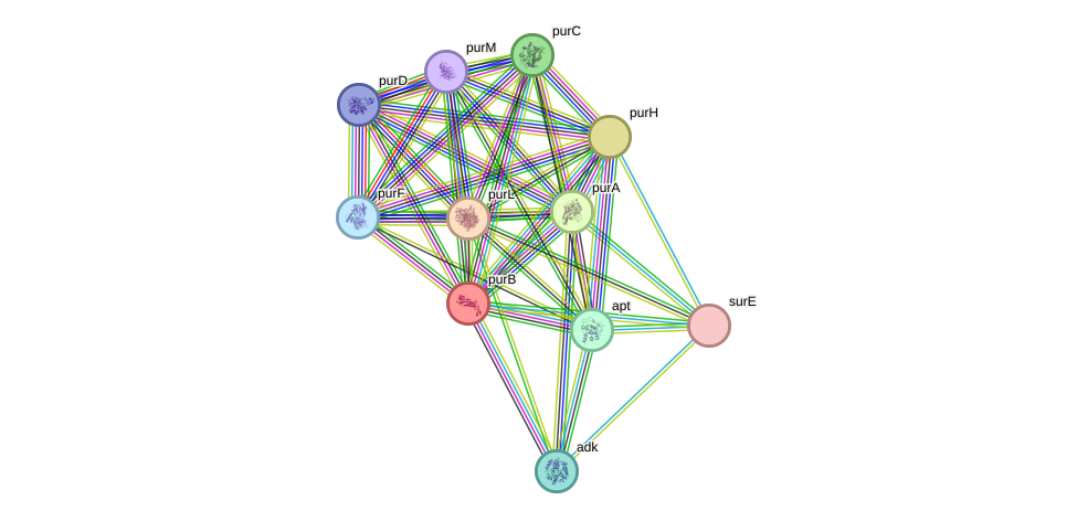 STRING protein interaction network