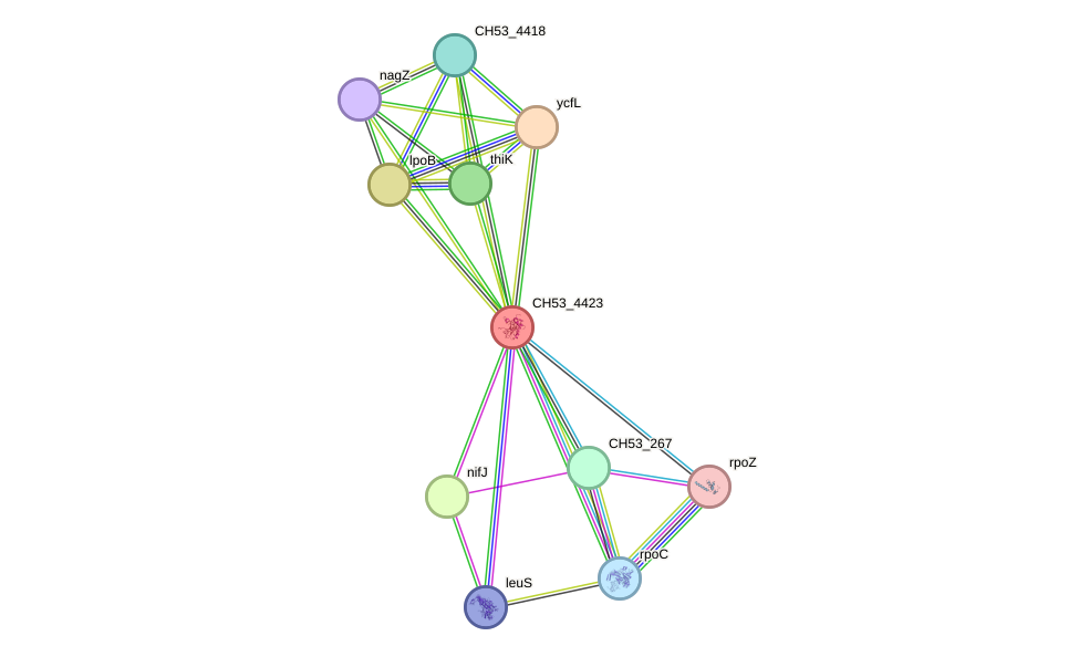 STRING protein interaction network