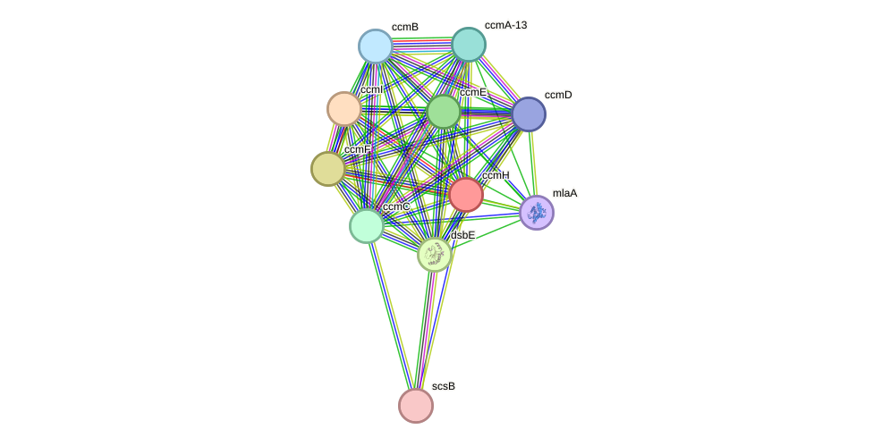 STRING protein interaction network