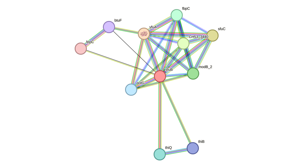 STRING protein interaction network