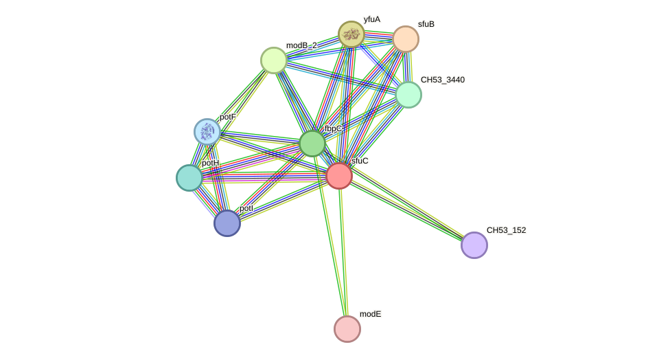 STRING protein interaction network