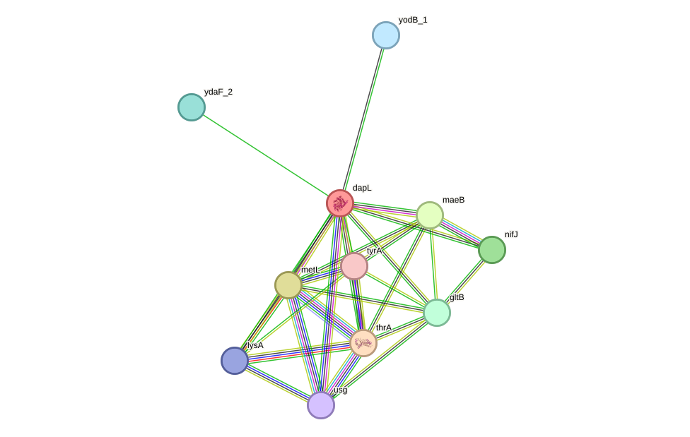 STRING protein interaction network
