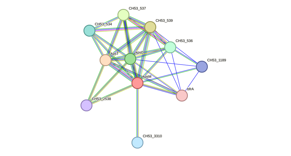 STRING protein interaction network