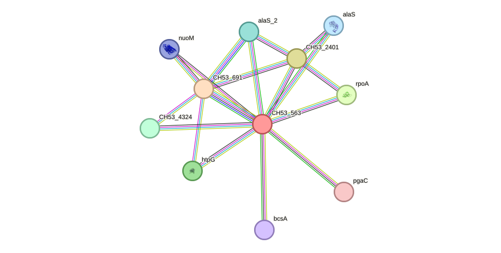 STRING protein interaction network