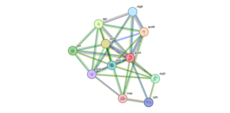 STRING protein interaction network