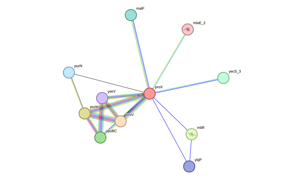 STRING protein interaction network