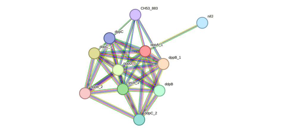 STRING protein interaction network