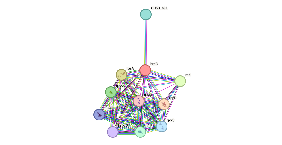 STRING protein interaction network
