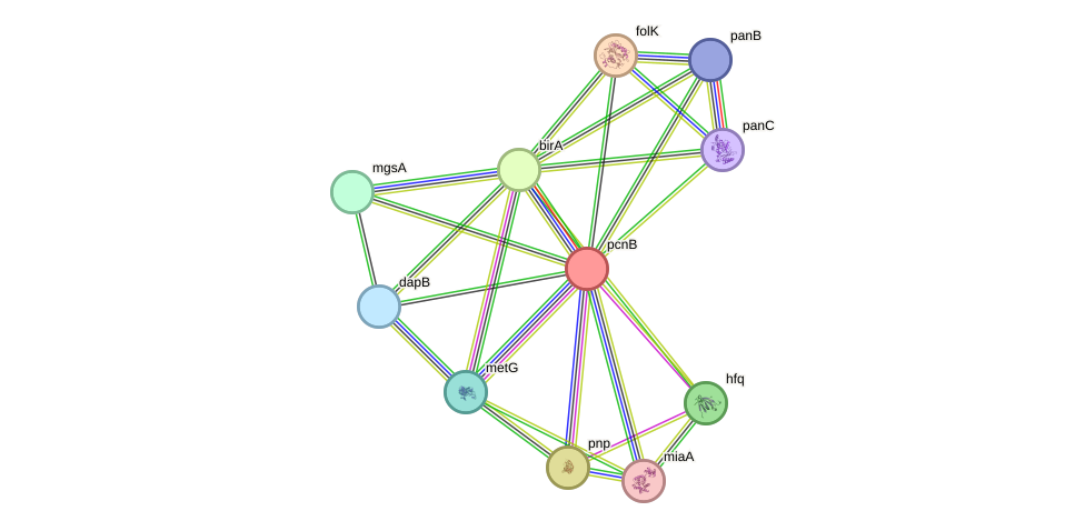 STRING protein interaction network
