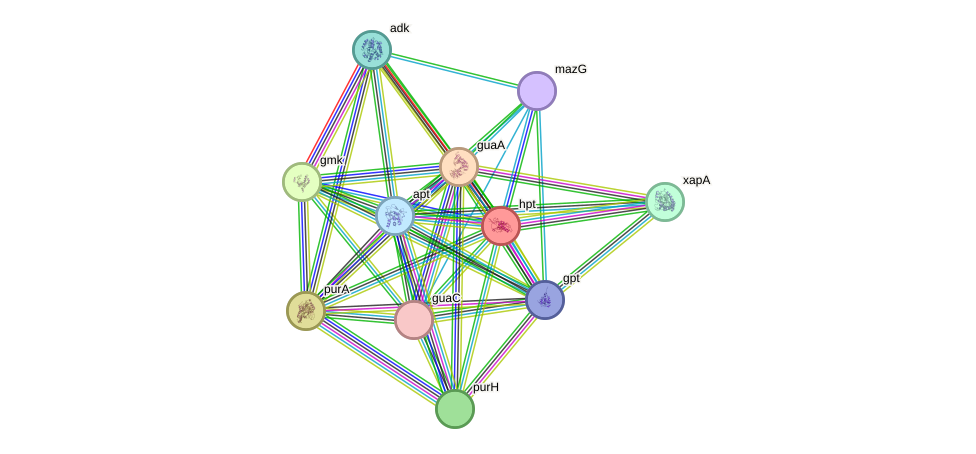 STRING protein interaction network