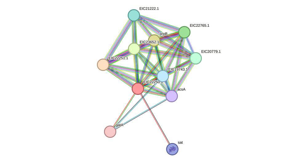 STRING protein interaction network