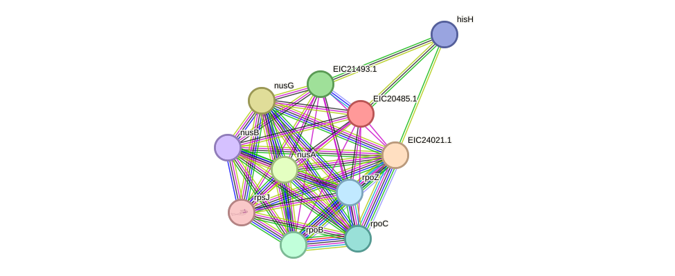 STRING protein interaction network