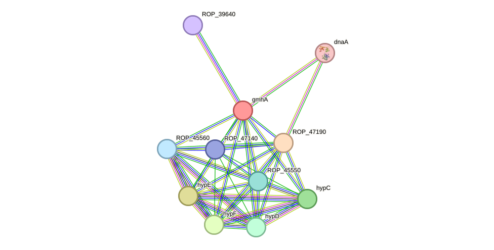 STRING protein interaction network