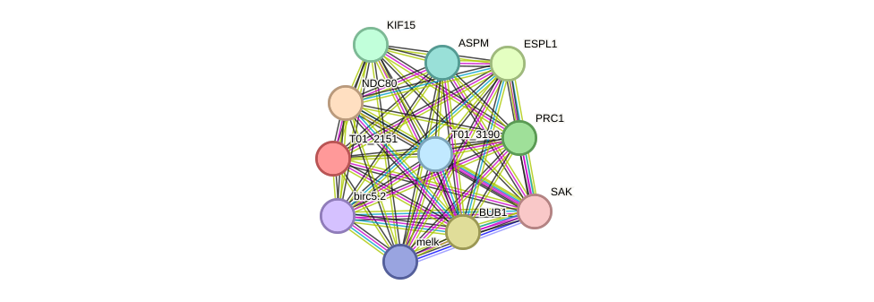 STRING protein interaction network