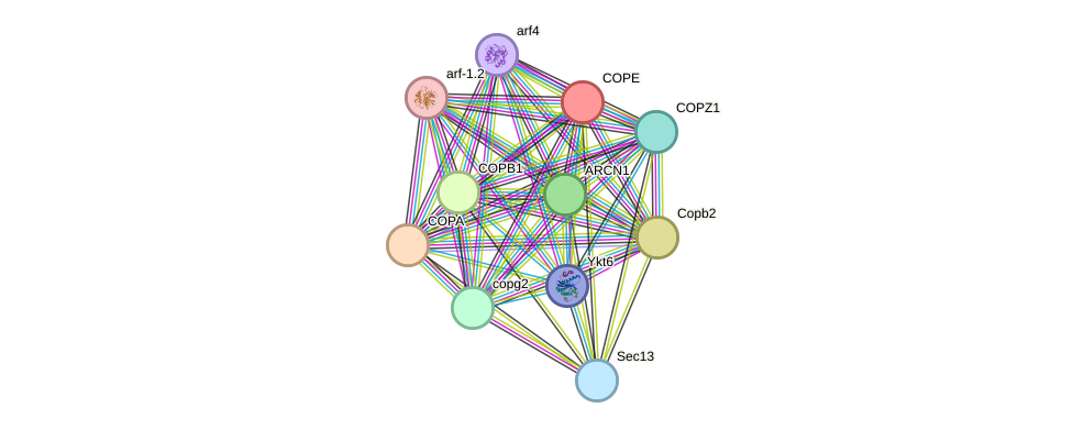 STRING protein interaction network