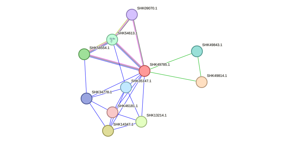 STRING protein interaction network