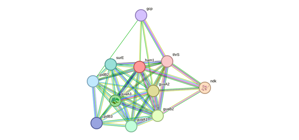 STRING protein interaction network