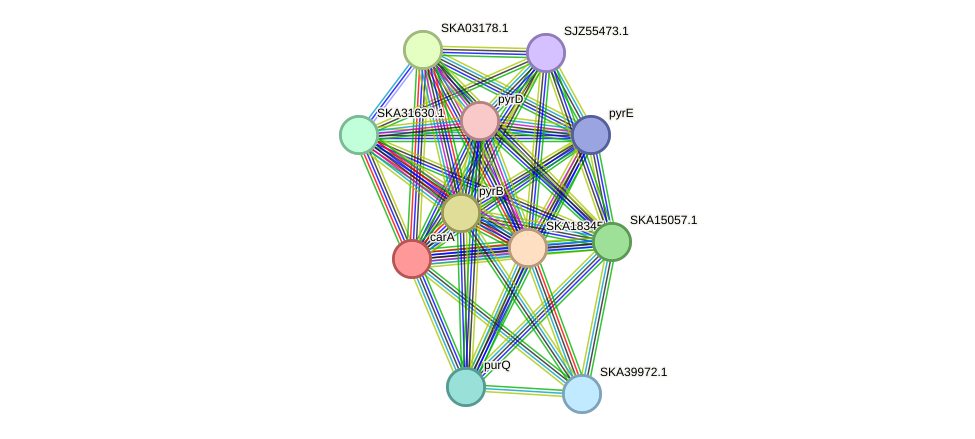 STRING protein interaction network