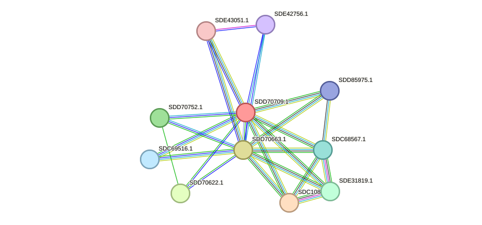 STRING protein interaction network