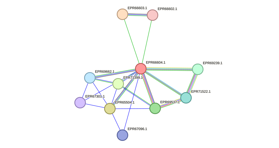 STRING protein interaction network