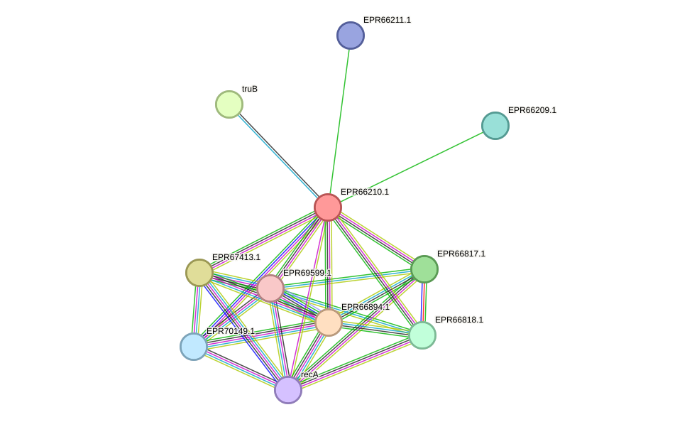 STRING protein interaction network