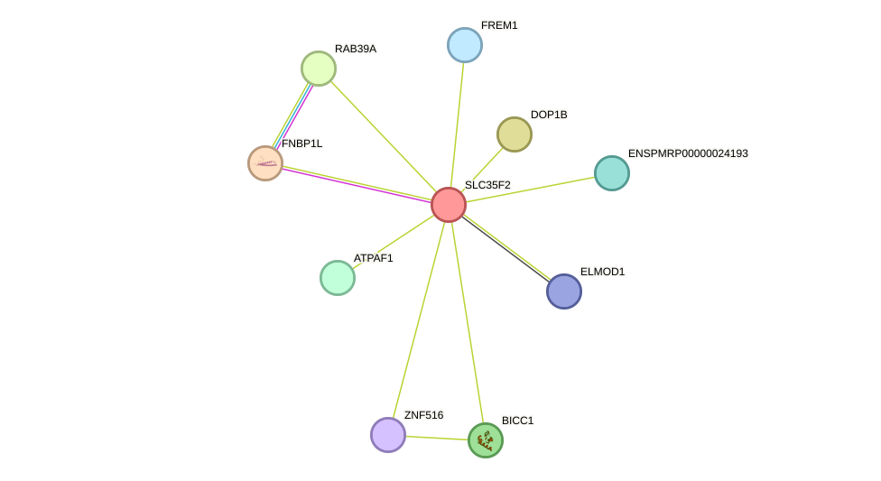 STRING protein interaction network