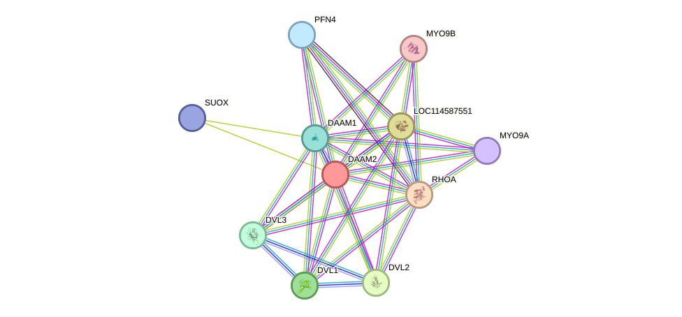 STRING protein interaction network