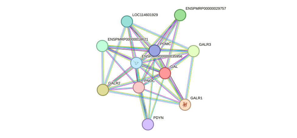 STRING protein interaction network