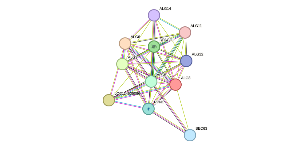 STRING protein interaction network