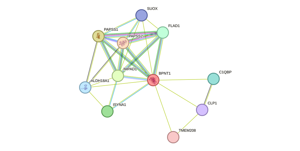 STRING protein interaction network