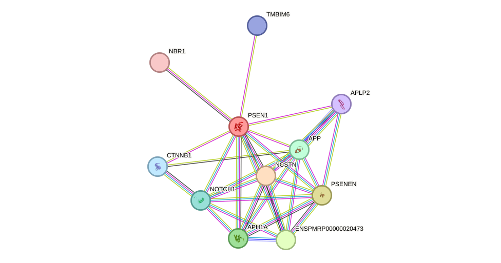 STRING protein interaction network