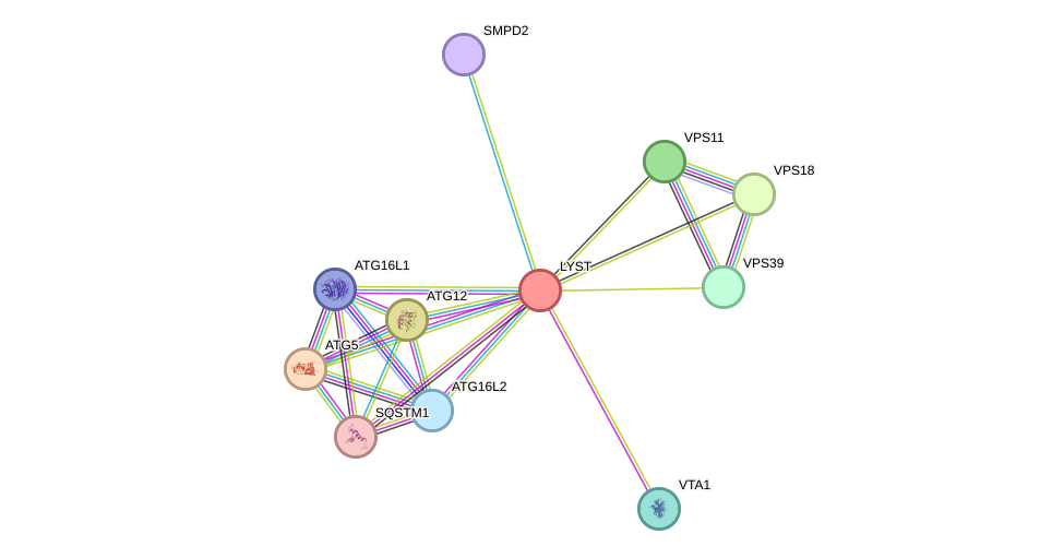 STRING protein interaction network