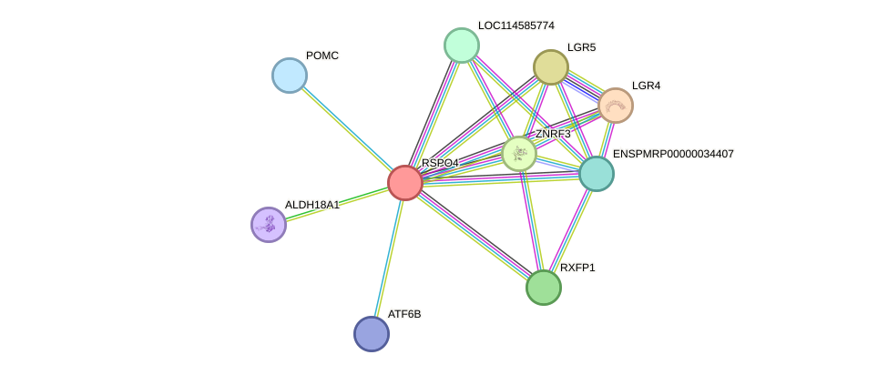 STRING protein interaction network